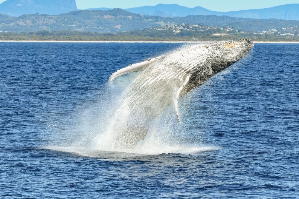 Whale breaching into the water in the ocean. - Australian Stock Image