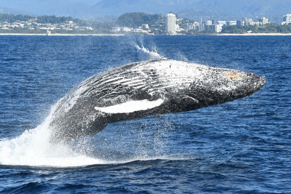 Whale landing back into water during breaching. - Australian Stock Image