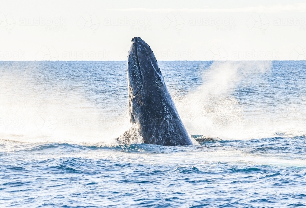 Whale rising up from the ocean. - Australian Stock Image