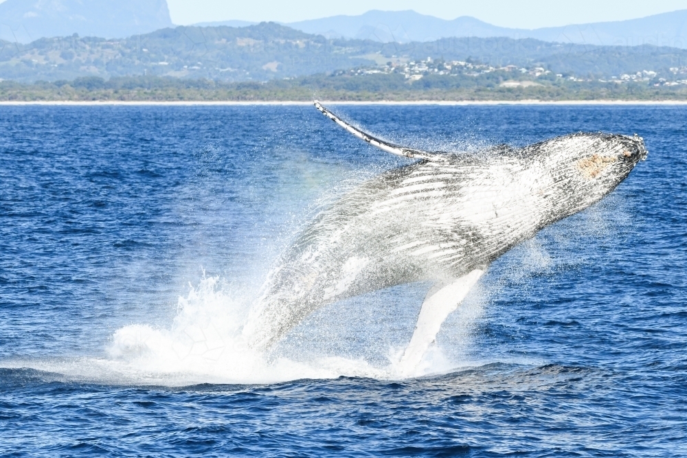 Whale showing it's underside while breaching. - Australian Stock Image