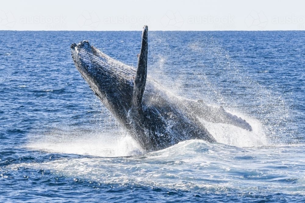 Whale slapping back into the ocean while performing to the crowd - Australian Stock Image