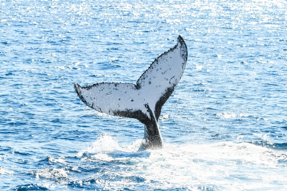 Whale tail flicking in the ocean - Australian Stock Image