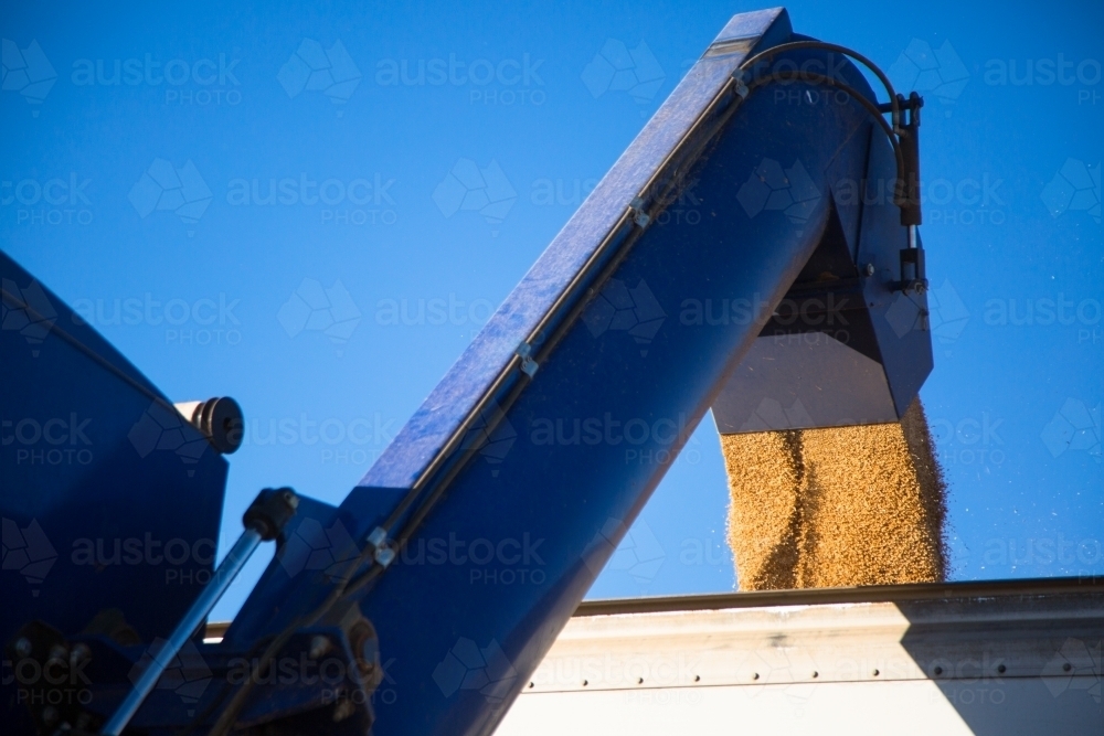 Wheat being augered from a blue chaser bin into a truck - Australian Stock Image