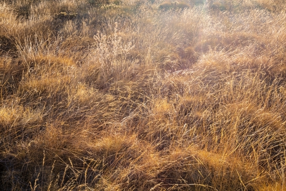 Wheat coloured native grasses backlit by the sun. - Australian Stock Image