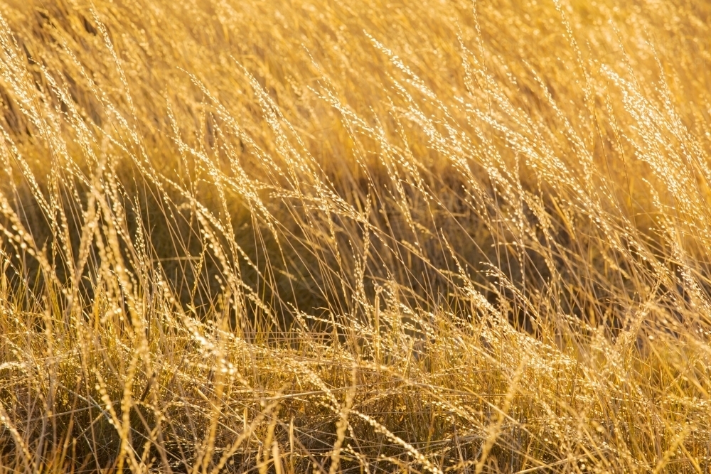 Wheat coloured native grasses with specular light reflecting off the shiny seeds. - Australian Stock Image