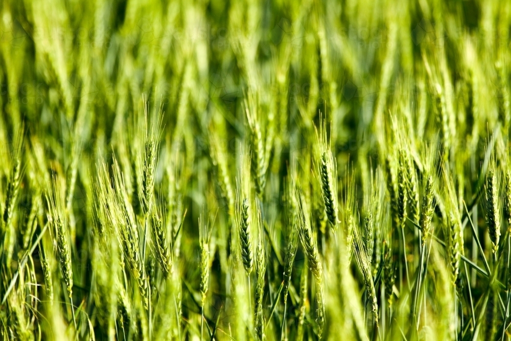 Wheat crop close-up - Australian Stock Image