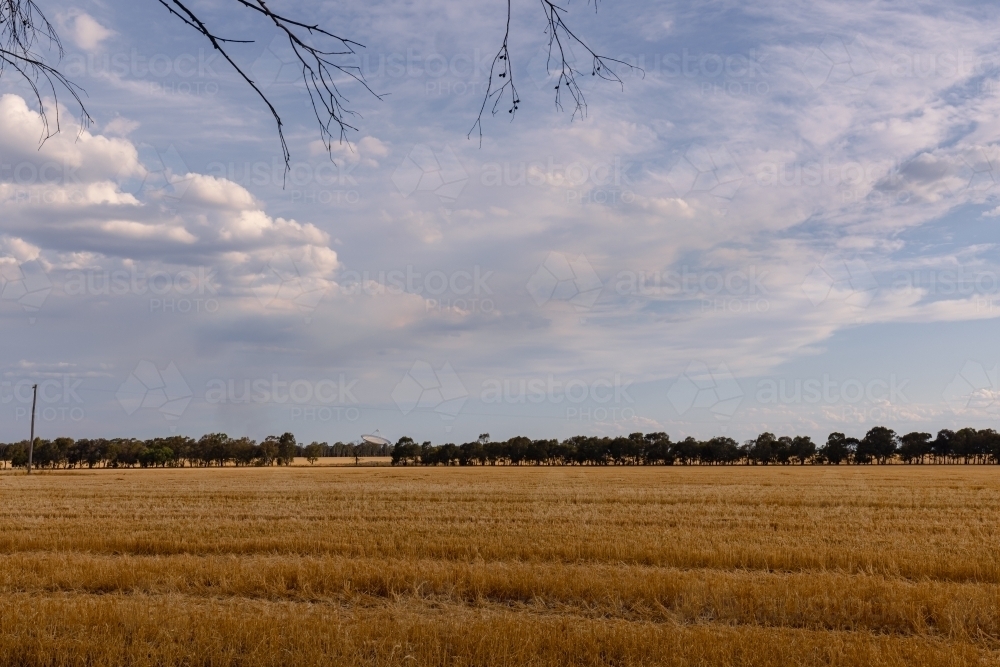 Wheat crop in summer with the Parkes Radio Telescope in the background - Australian Stock Image