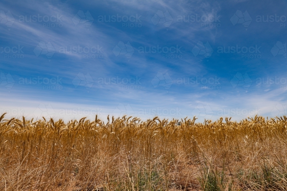 Image of Wheat crop under vibrant blue sky in summer with copy space ...
