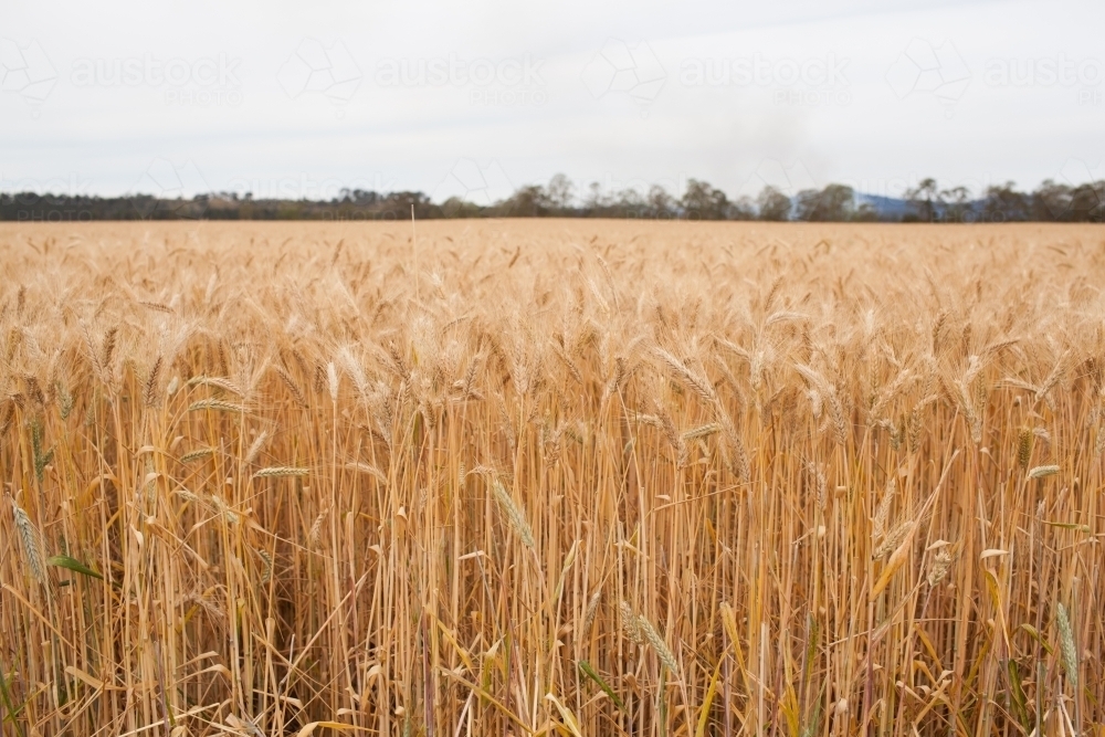 Wheat field - Australian Stock Image