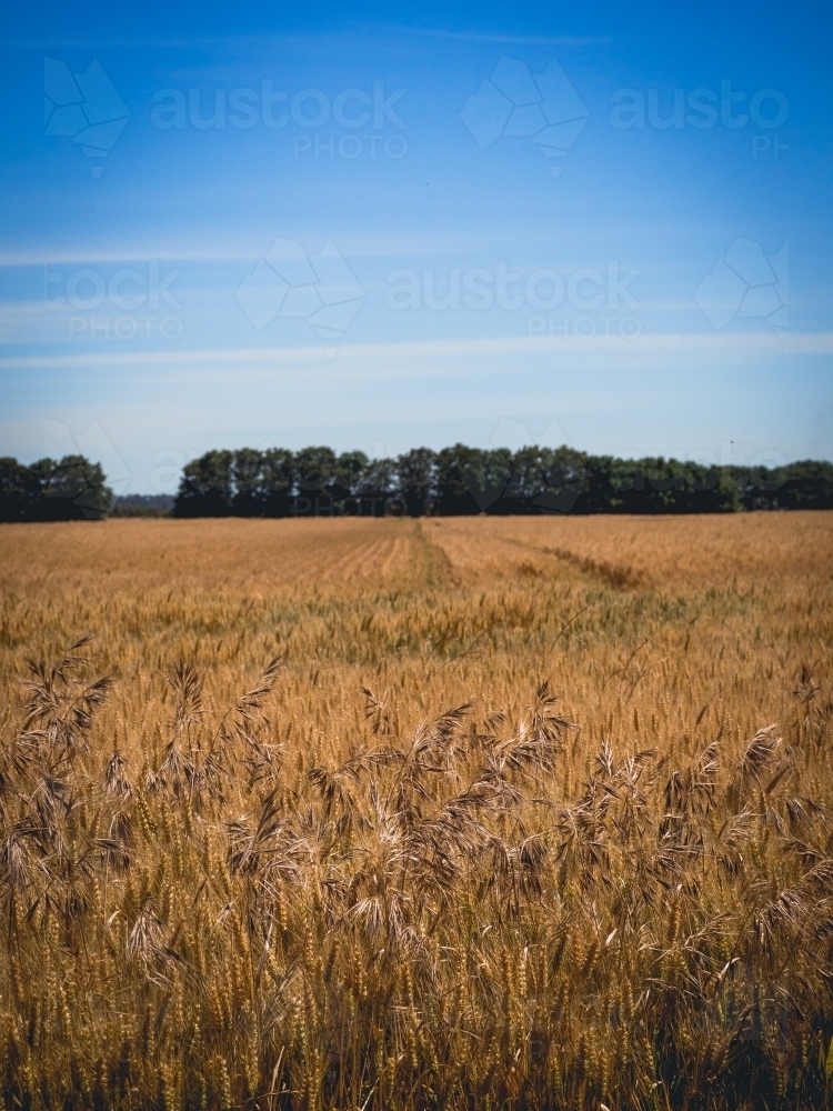 Wheat field with blue sky almost ready to harvest - Australian Stock Image