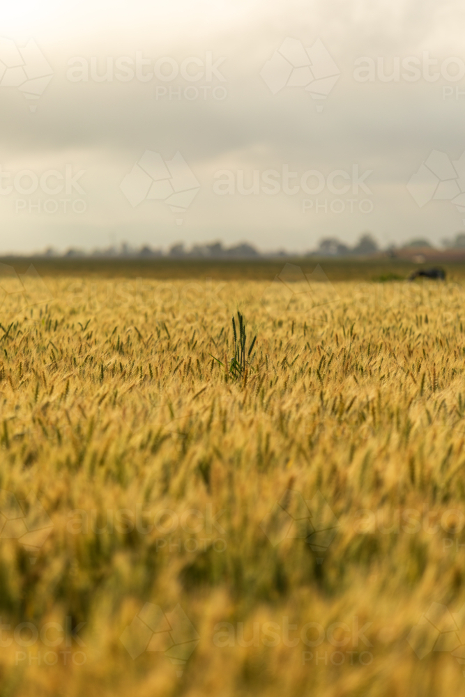 Wheat field with overcast sky - Australian Stock Image