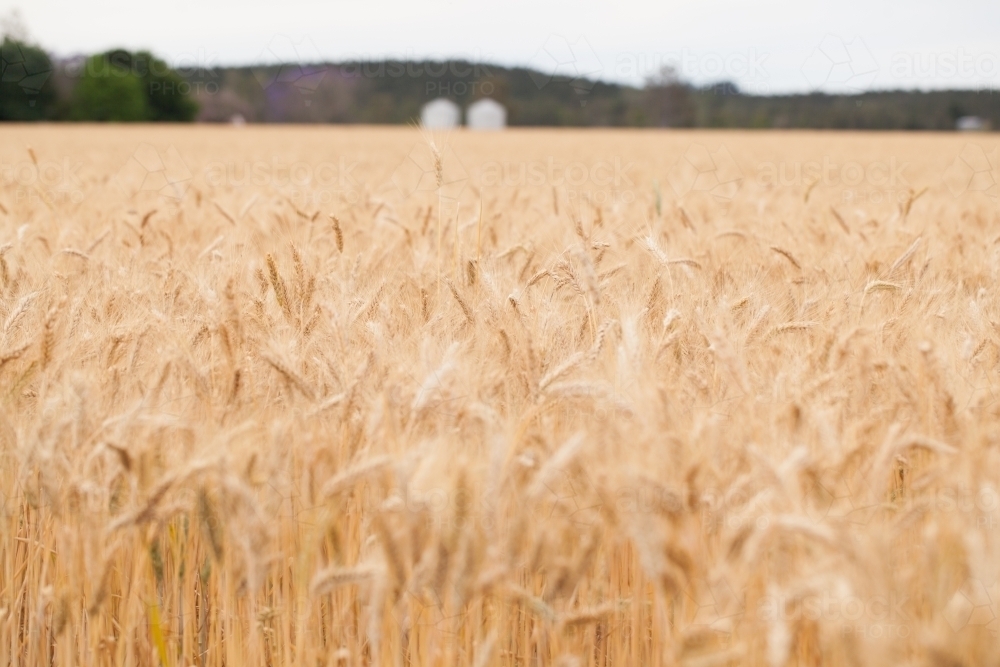 Wheat field with two silos in the distance - Australian Stock Image
