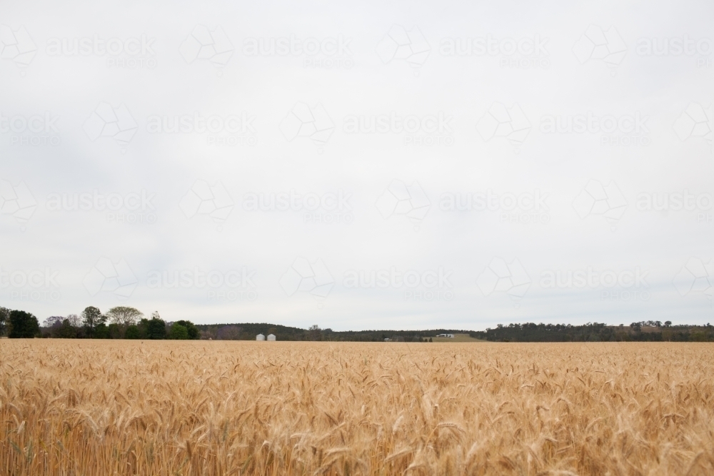 Wheat fields - Australian Stock Image