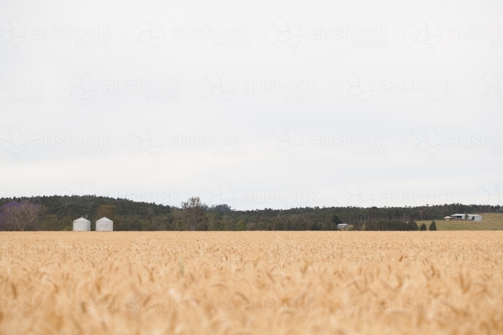 Wheat fields with two silos - Australian Stock Image