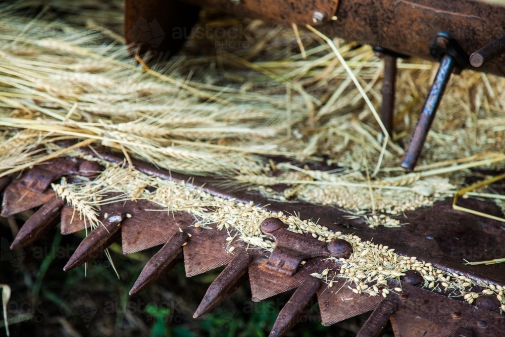 Wheat grain and cut stalks sitting on a harvester machine - Australian Stock Image