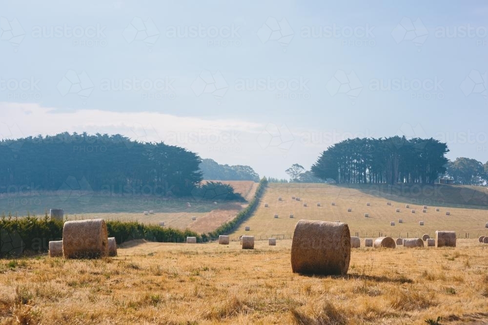 Wheat harvested in a field - Australian Stock Image