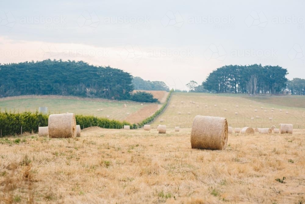 Wheat harvested in a field - Australian Stock Image