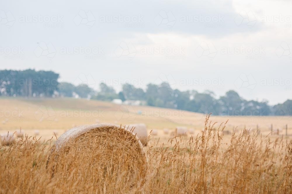 Wheat harvested in a field - Australian Stock Image