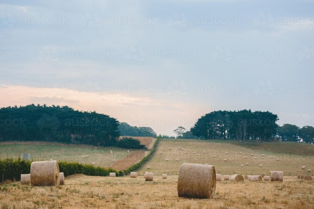Wheat harvested in a field - Australian Stock Image