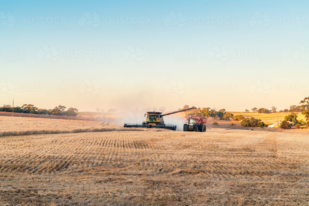 Wheat harvesting combine at work in the field offloading grain into following trailer - Australian Stock Image