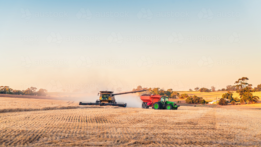 Wheat harvesting combine at work in the field offloading grain into following trailer, Barossa Valle - Australian Stock Image