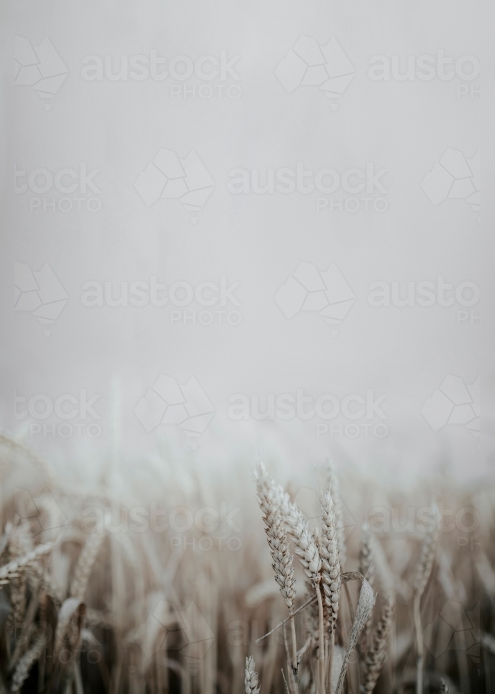 Wheat in fog - Australian Stock Image