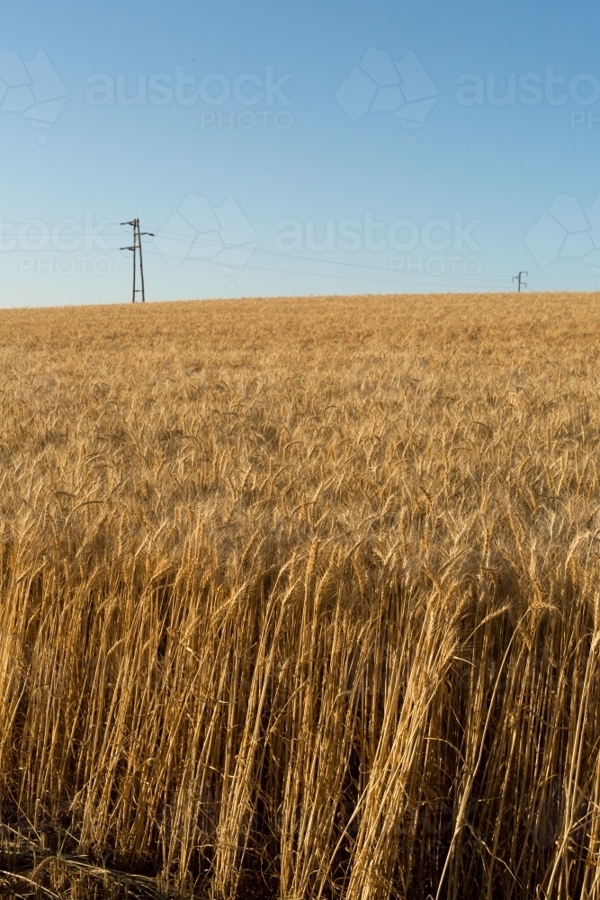 Wheat ready to harvest with powerline in the background - Australian Stock Image