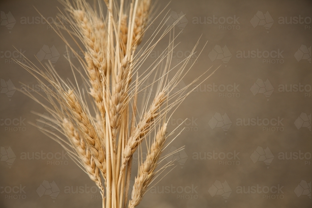 Wheat seed heads in a bunch with copy space - Australian Stock Image