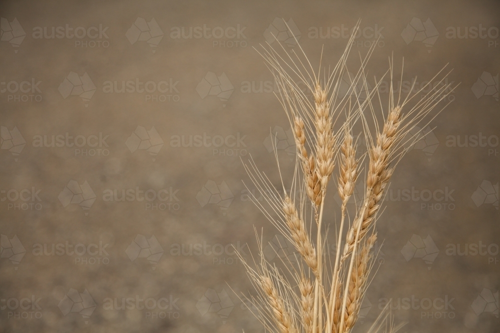 Wheat seed heads in a bunch with copy space - Australian Stock Image