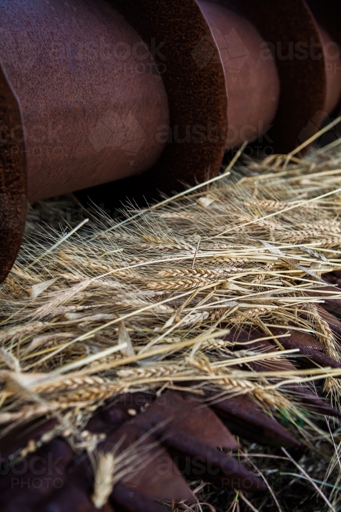 Wheat stalks and grain on crop harvester machinery - Australian Stock Image