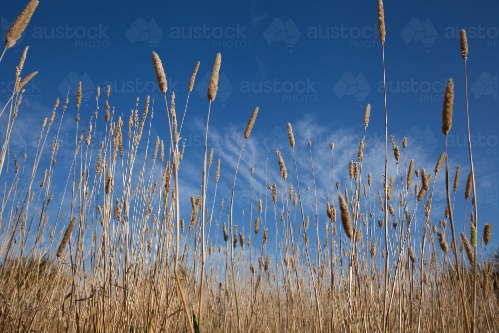 Wheat stalks in front of blue sky - Australian Stock Image