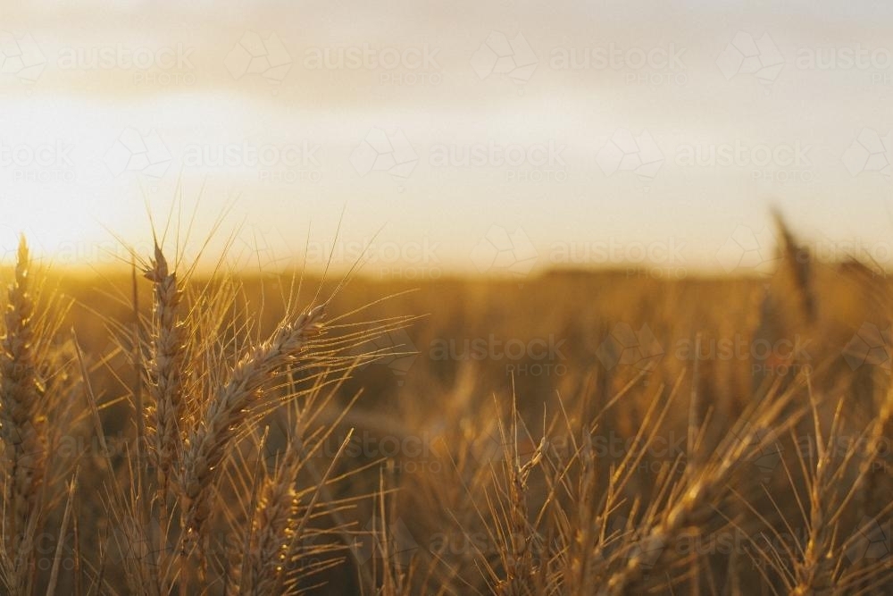 Wheat stalks shining in the fields at sunset - Australian Stock Image