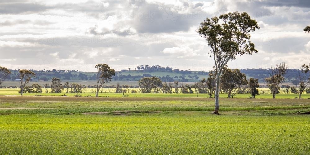 Wheatbelt landscape with green grass and white gums - Australian Stock Image