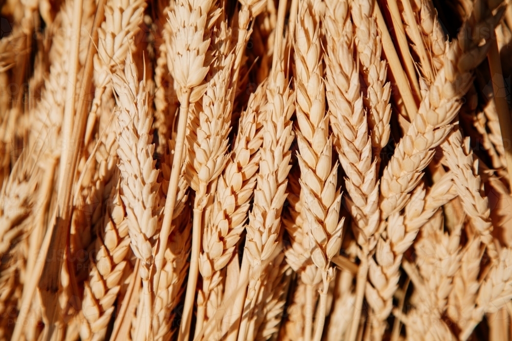 Wheaten Chaff close-up - Australian Stock Image