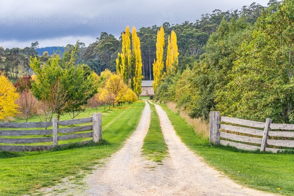 Wheel tracks going down a country drive way between tall Autumn trees - Australian Stock Image