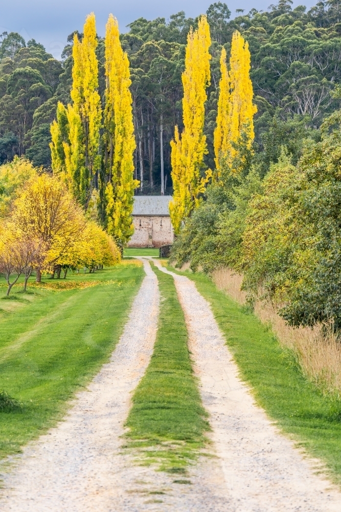 Wheel tracks going down a country drive way between tall Autumn trees - Australian Stock Image