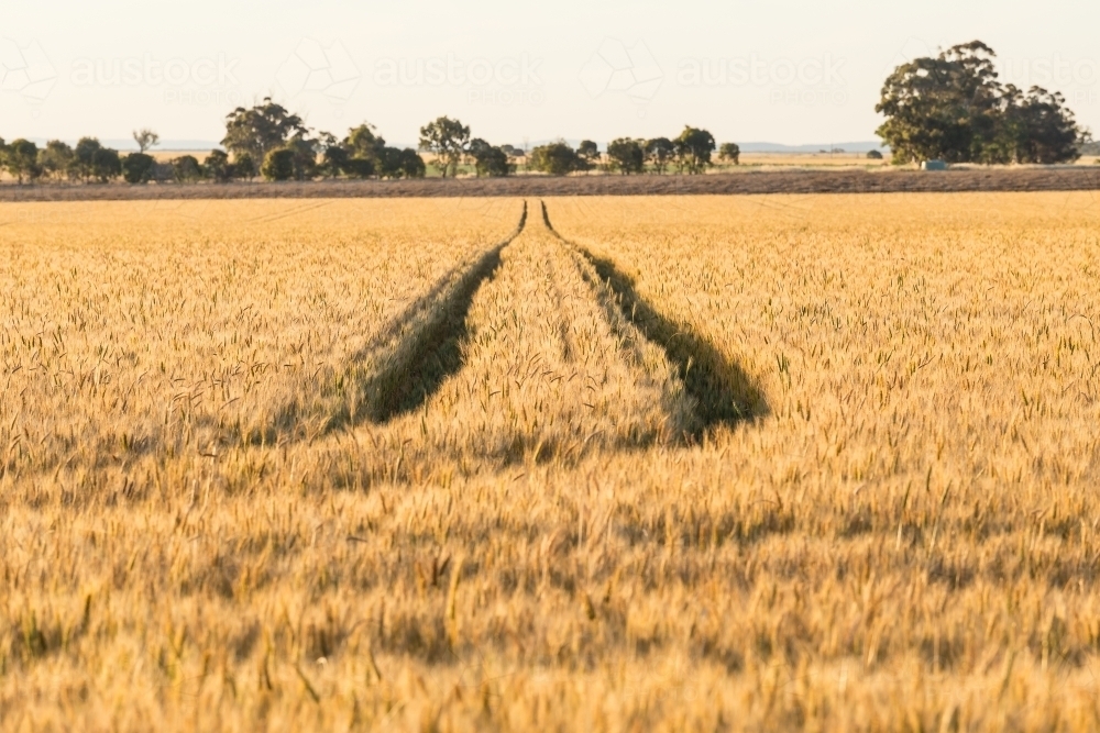 Wheel tracks running through a crop of wheat - Australian Stock Image