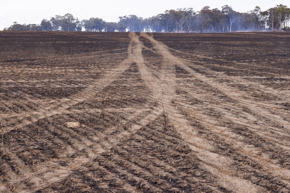 wheel tracks where fire trucks have driven over burnt ground on a farm - Australian Stock Image