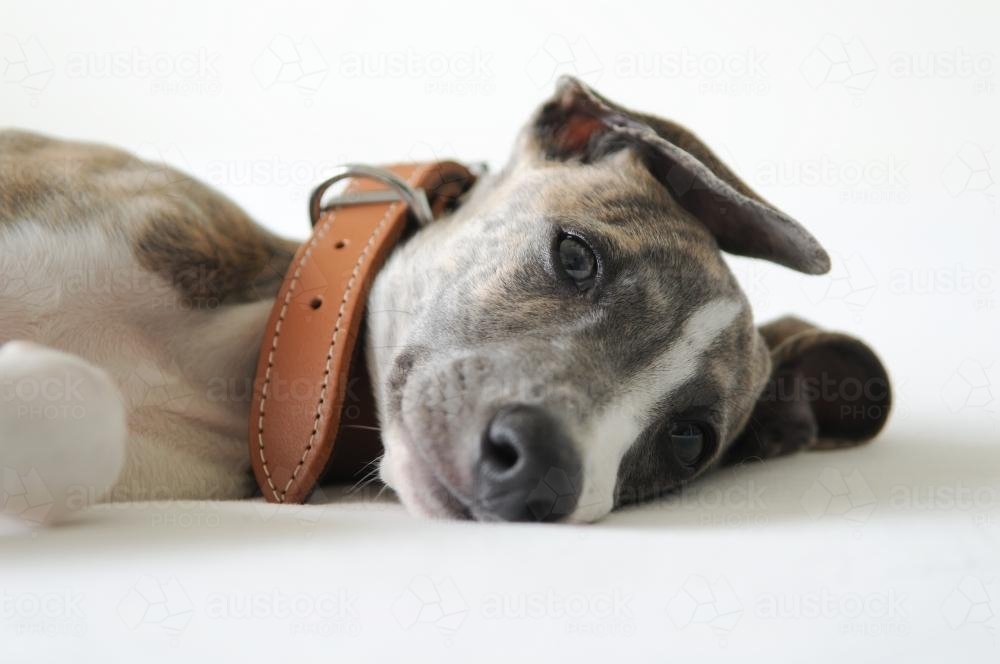 Whippet Puppy Close Up - Australian Stock Image