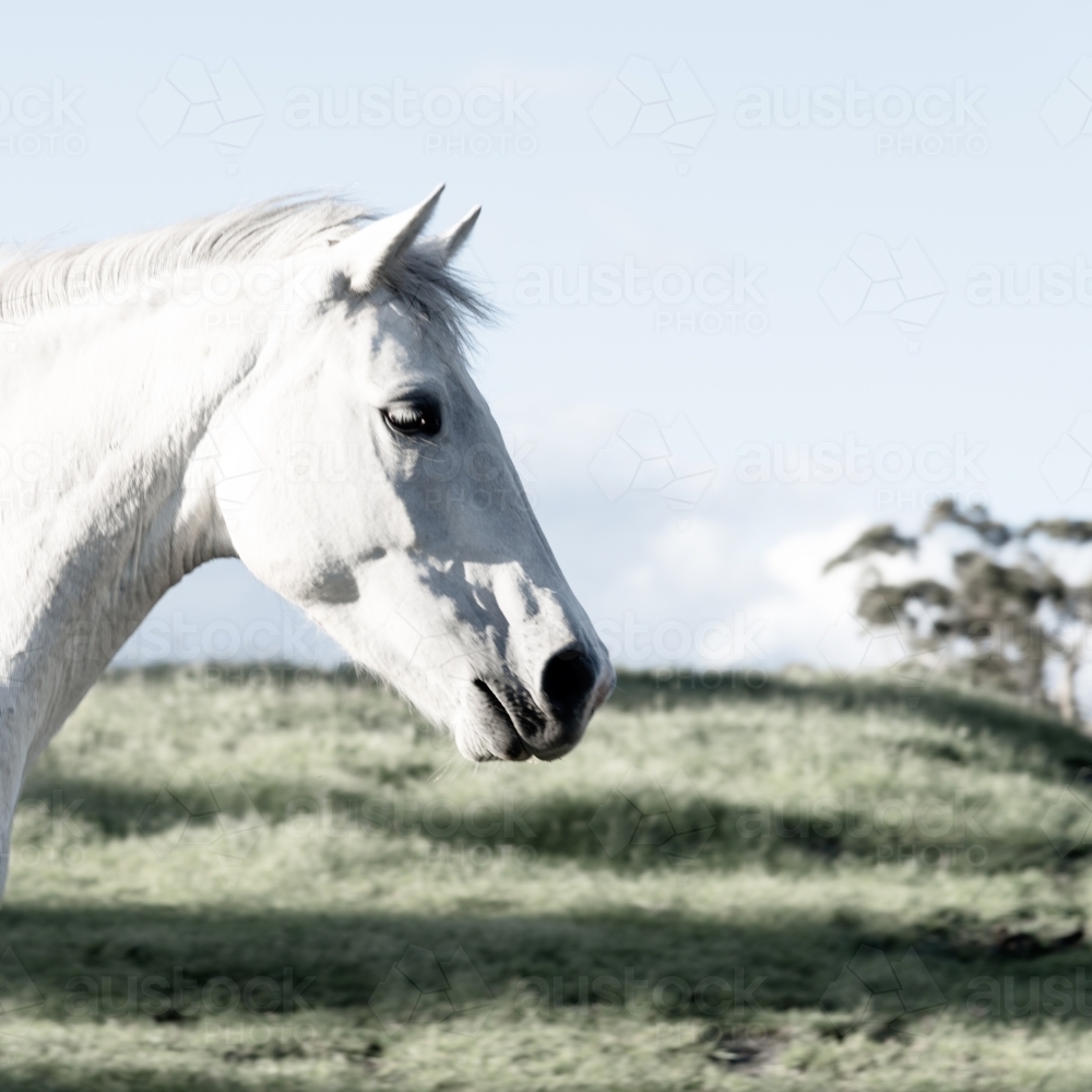 white horse head side view in country landscape - Australian Stock Image