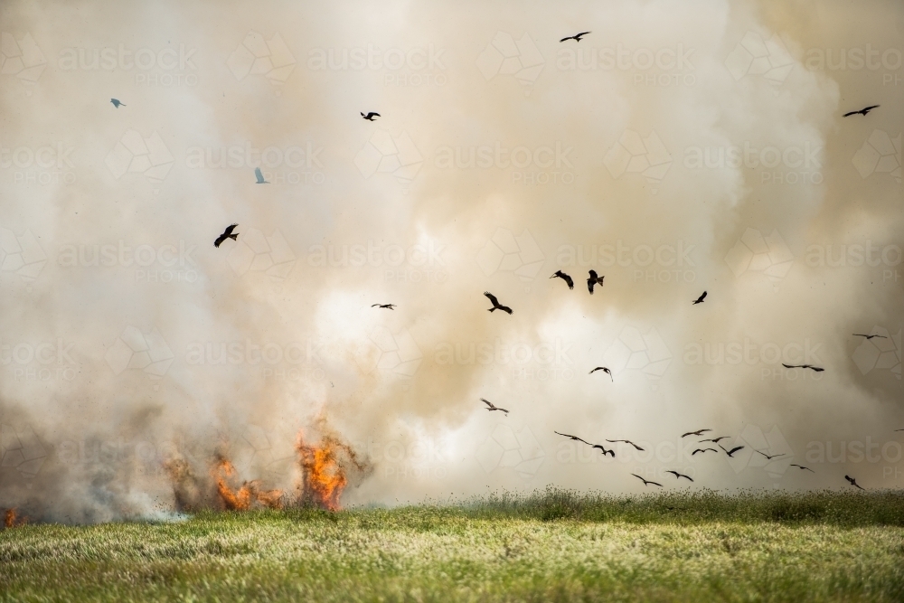 Whistling and Black Kites catching insects fleeing from bushfire - Australian Stock Image