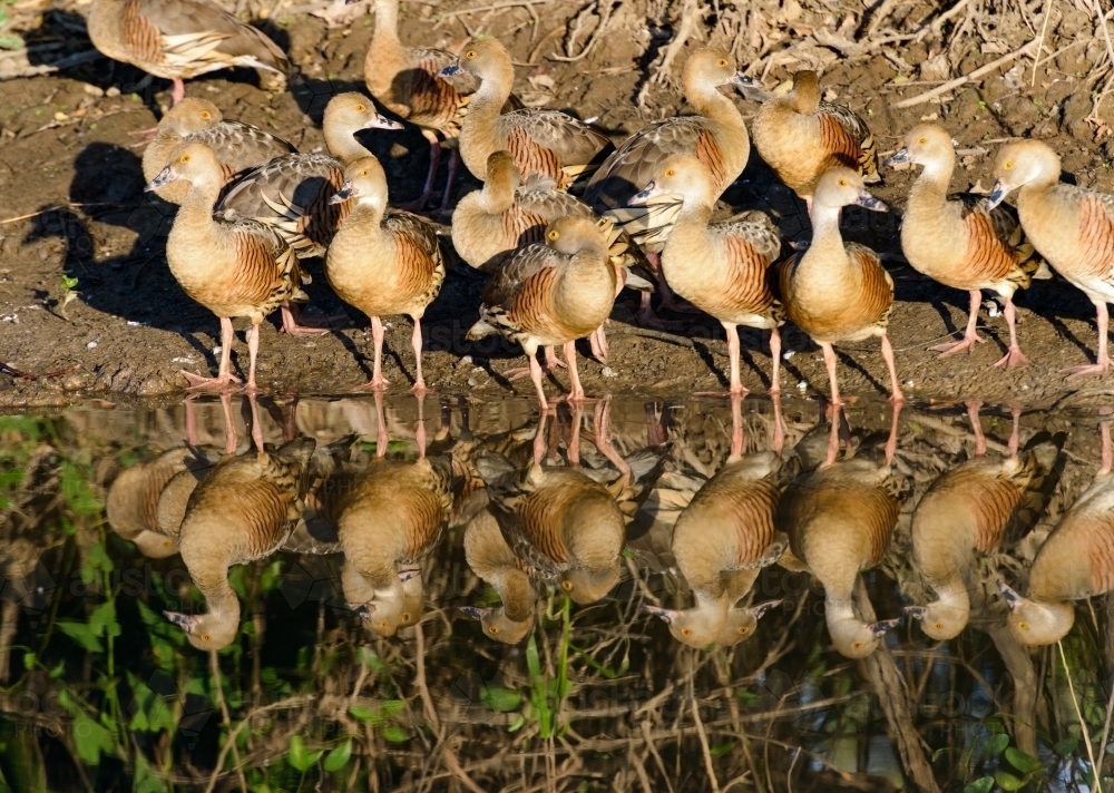 Whistling Ducks with mirror reflections in a river. - Australian Stock Image