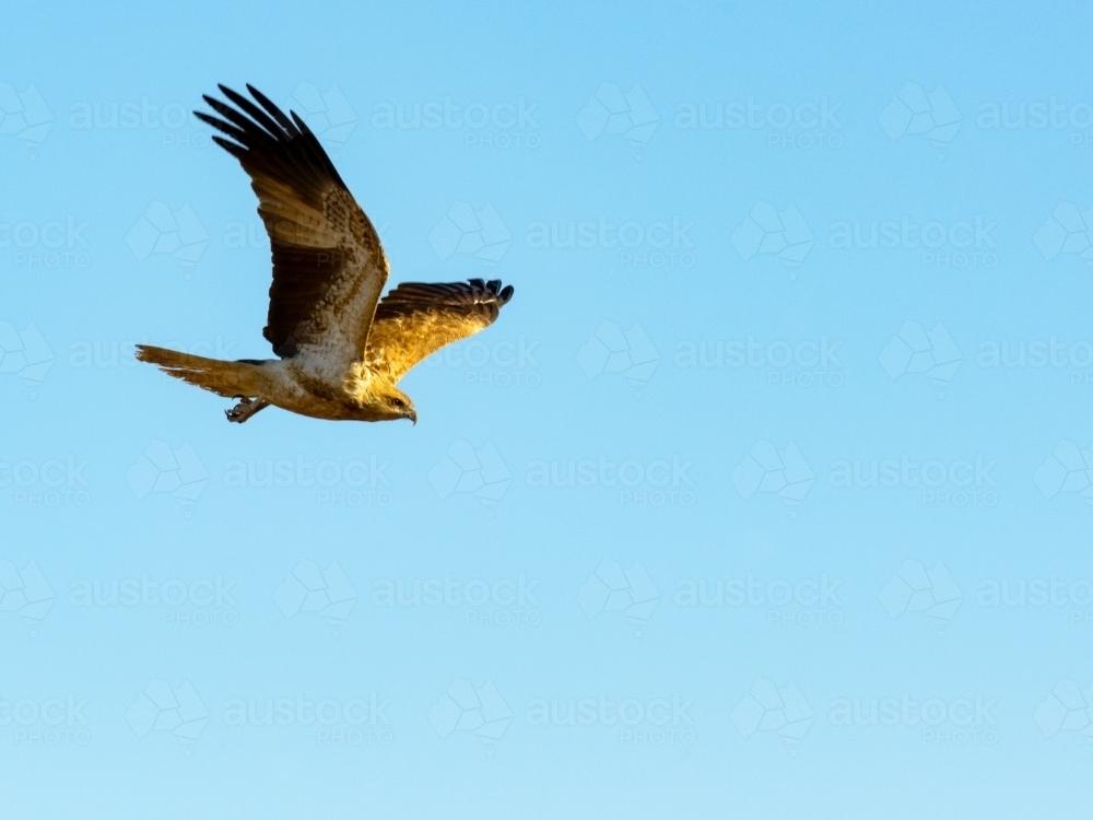 Whistling Kite flying in clear blue sky - Australian Stock Image