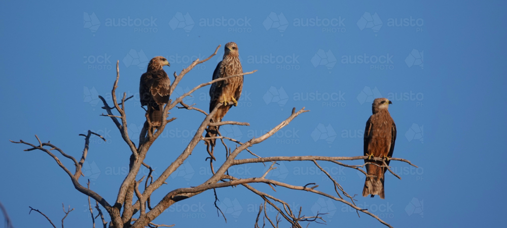 Whistling Kite perched on a dead tree - Australian Stock Image