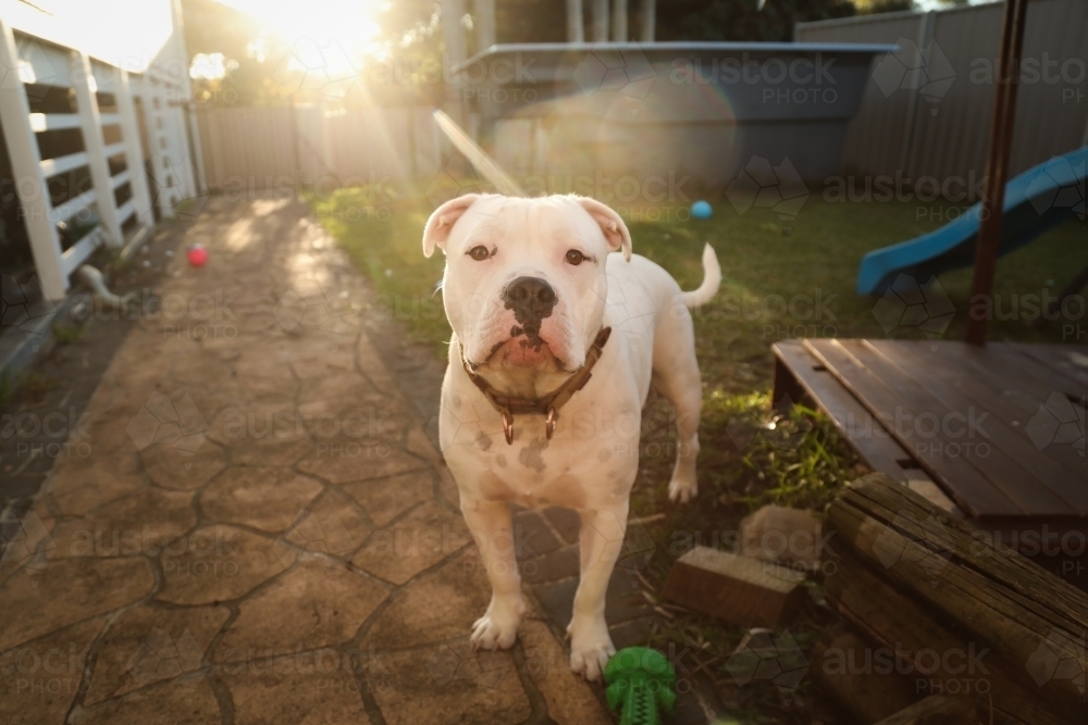 white American Bulldog breed dog bathed in golden afternoon light - Australian Stock Image
