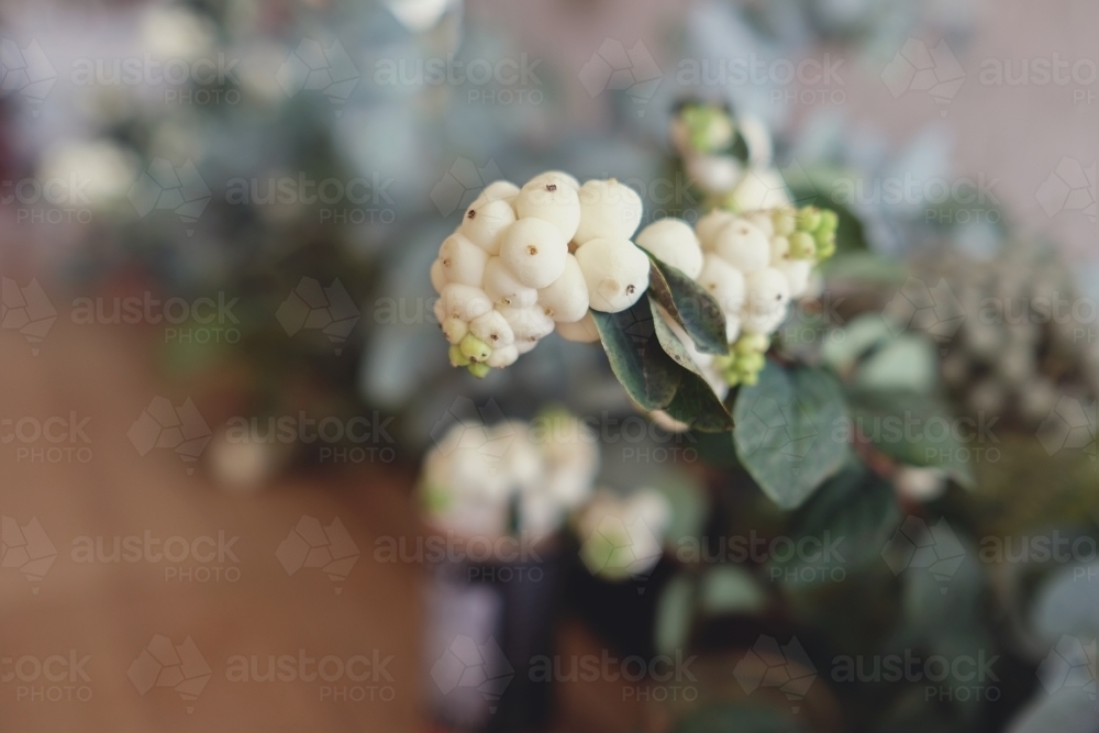 White and green native plants - Australian Stock Image