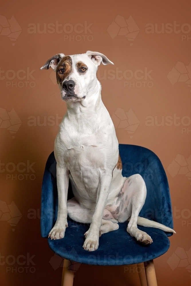 White and patched bull arab sitting on velvet chair - Australian Stock Image