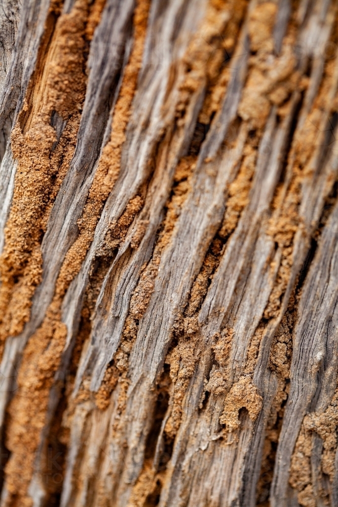 White ant marks on fence post - Australian Stock Image