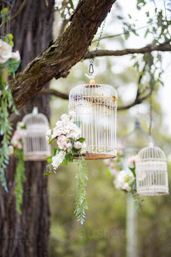 White bird cages hanging from tree outside as decoration at a wedding - Australian Stock Image