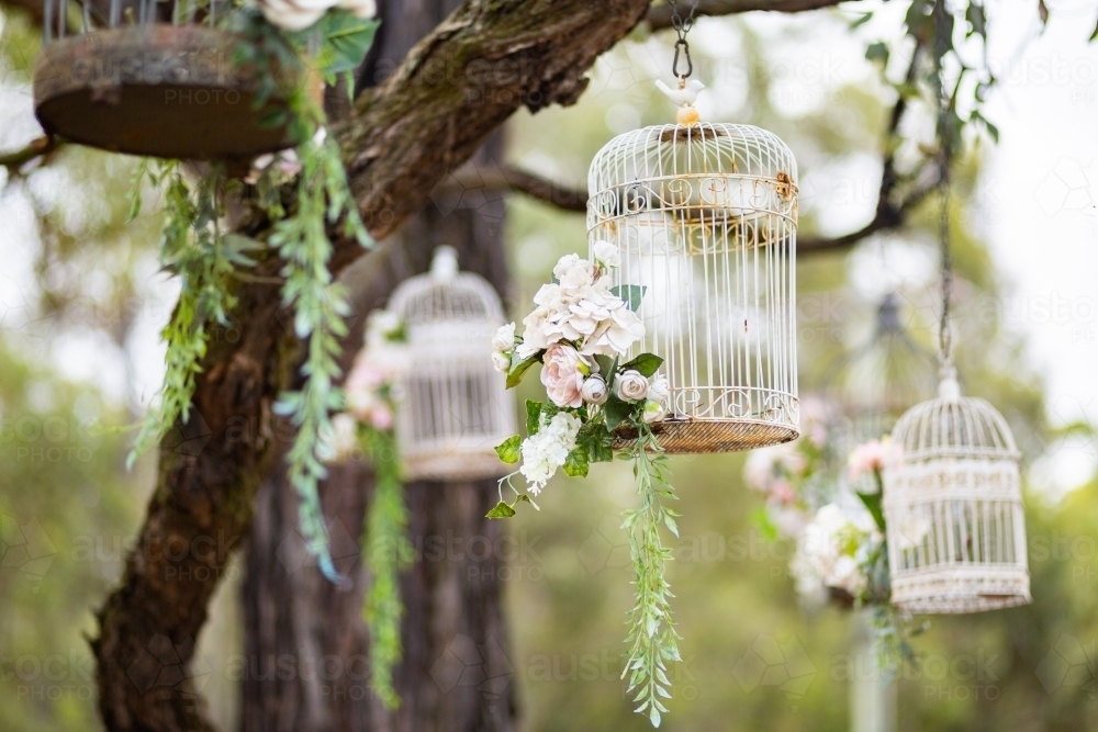 White bird cages hanging from tree outside as decoration at a wedding - Australian Stock Image